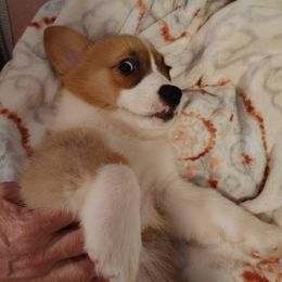 Girl4 (Teal collar) - Red female Pembroke Welsh Corgi puppy in Mountain View, Hawaii from Celtic Corgis