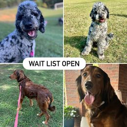 Assorted Doodle Crosses puppies from Kava Kennels