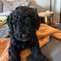 Rocky Road - Black and white female Aussiedoodle puppy in Box Elder, South Dakota from LuckyDoodles