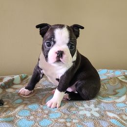 Bee - Seal and white female Boston Terrier puppy in Rogersville, Alabama from Angel's Boston Terriers