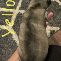 Siberian Husky Puppies from Alexandra's Siberian Huskies