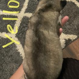 Siberian Husky Puppies from Alexandra's Siberian Huskies