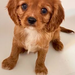 Cavalier King Charles Spaniel Puppies from Sweet Southern Cavaliers