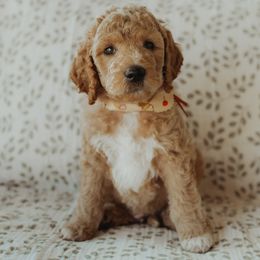 Goldendoodles from Lion Springs Doodles