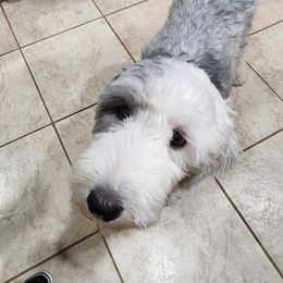 Clover - Old English Sheepdog