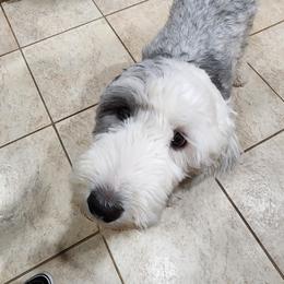 Clover - Old English Sheepdog