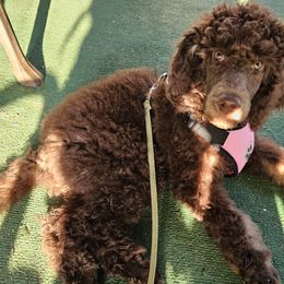 Girl 4 - Poodle puppy in New York from Powder Puff Poodles