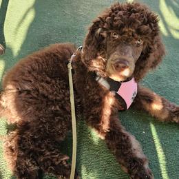 Girl 4 - Poodle puppy in New York from Powder Puff Poodles