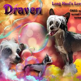 Draven - Chinese Crested