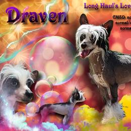 Draven - Chinese Crested