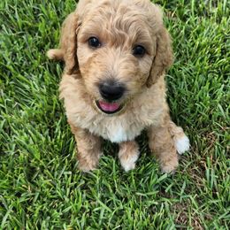 Goldendoodle Puppies from Lucky's Doodlez