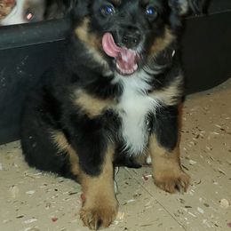 Australian Shepherd, Miniature Australian Shepherd, and Toy Australian Shepherd Puppies from Rumour Has It Aussies