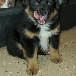 Australian Shepherd, Miniature Australian Shepherd, and Toy Australian Shepherd Puppies from Rumour Has It Aussies