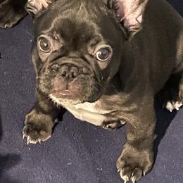 French Bulldog Puppies from Peaceful Prayers French Bulldogs