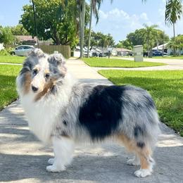 Shetland Sheepdog puppies from Enclave