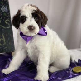Australian Labradoodle Puppies from Happy Tails Labradoodles