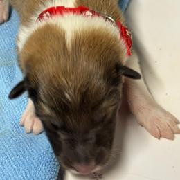 Red collar - Sable and white male Collie puppy in Norris City, Illinois from Hoskins Collies