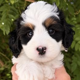Grey boy - Tri-color male Bernedoodle puppy in Gilbert, Arizona from Azteddybeardoodles