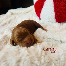 Gingy - Red male Cockapoo puppy in Alexandria, Alabama from Bright and Beautiful Cockapoos and Doodles