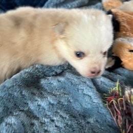 Dazzler - Merle female Pomsky puppy in Gunter, Texas from The Painted Pomsky