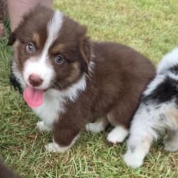 Black Collar - Red tri-color female Miniature American Shepherd puppy in Statesboro, Georgia from Azure Miniature American Shepherds