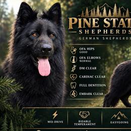 Turbo - German Shepherd