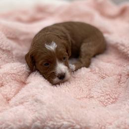 Ginger - Red  female Goldendoodle puppy in Kansas City, Kansas from Bella & Ivy’s Mini Goldendoodles of KC