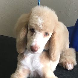 Murphy - Poodle
