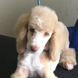Murphy - Poodle