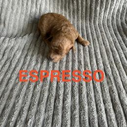 Espresso - Red male Cavapoo puppy in Sherwood, Michigan from Patrick's Puppies