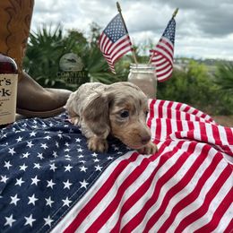 Girl 1 - female Dachshund puppy in Woodbine, Georgia from Coastal Bluff Pups