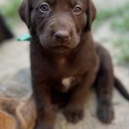 Labrador Retriever Puppies from Wings of Freedom Retrievers