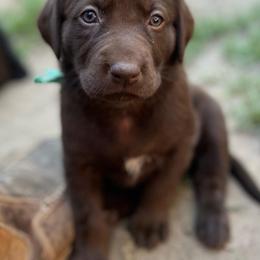Labrador Retriever Puppies from Wings of Freedom Retrievers