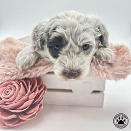 Bernedoodle and Sheepadoodle Puppies from Four Front Doodles LLC.
