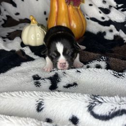 Sam - Black and tan male American Corgi puppy in Springfield, Missouri from Taylor’s Corgis