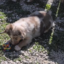 Haus - Red merle male Miniature American Shepherd puppy in Marshfield, Missouri from Tntowne Miniature American Shepherds