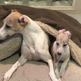 Whippet Puppies from Wise Heart Whippets
