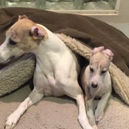 Whippet Puppies from Wise Heart Whippets