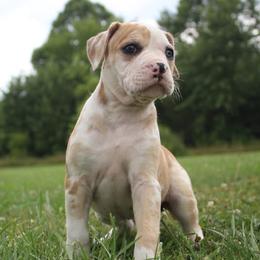 Girl 5 - female Alapaha Blue Blood Bulldog puppy in Grafton, Ohio from Eclipse Alapaha Kennels