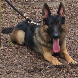 Yancey - German Shepherd