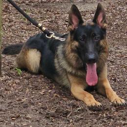 Yancey - German Shepherd