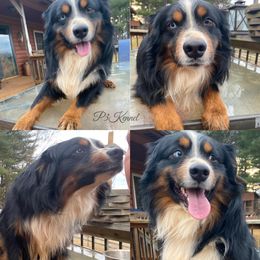 Skeet - Miniature Australian Shepherd
