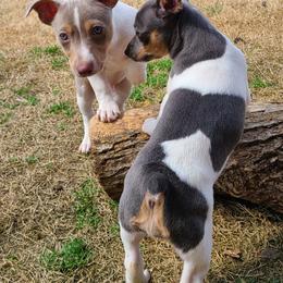 Teddy Roosevelt Terrier Puppies from Travelin' Man Terriers