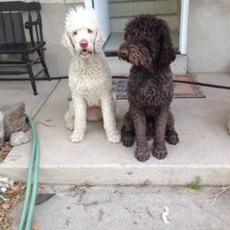 Labradoodle Puppies from Terra Swann
