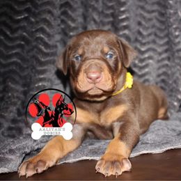 Doberman Pinscher Puppies from Aaliyah’s Dobies