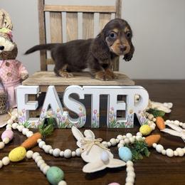 Brandi - Chocolate and tan female Dachshund puppy in Dawson, Alabama from Bells Dashing Dachshunds