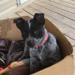 Harry  - Australian Cattle Dog
