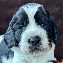 English Springer Spaniel Puppies from Yellowstone Springers