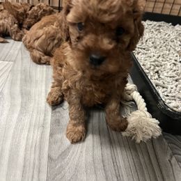 Cavapoo Puppies from Nana Oodles