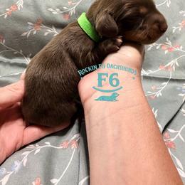 Danny O'Shea - Chocolate and tan male Dachshund puppy in Horatio, Arkansas from Rockin F6 Miniature Dachsunds